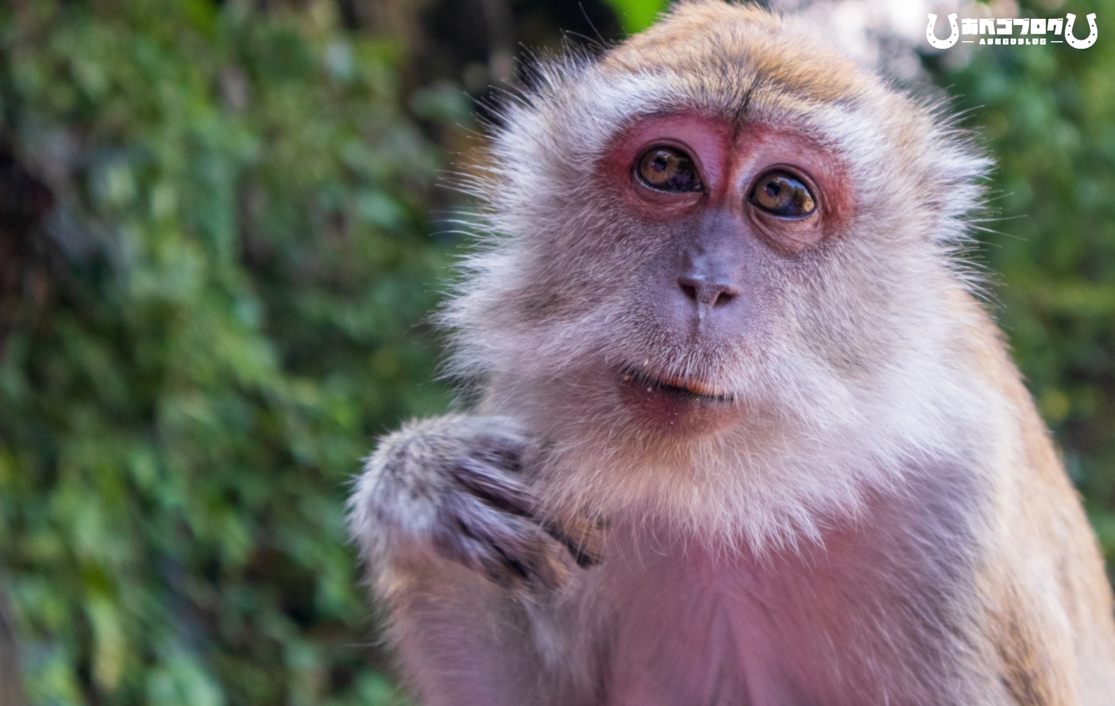 おすすめレンタルサーバーアイキャッチ